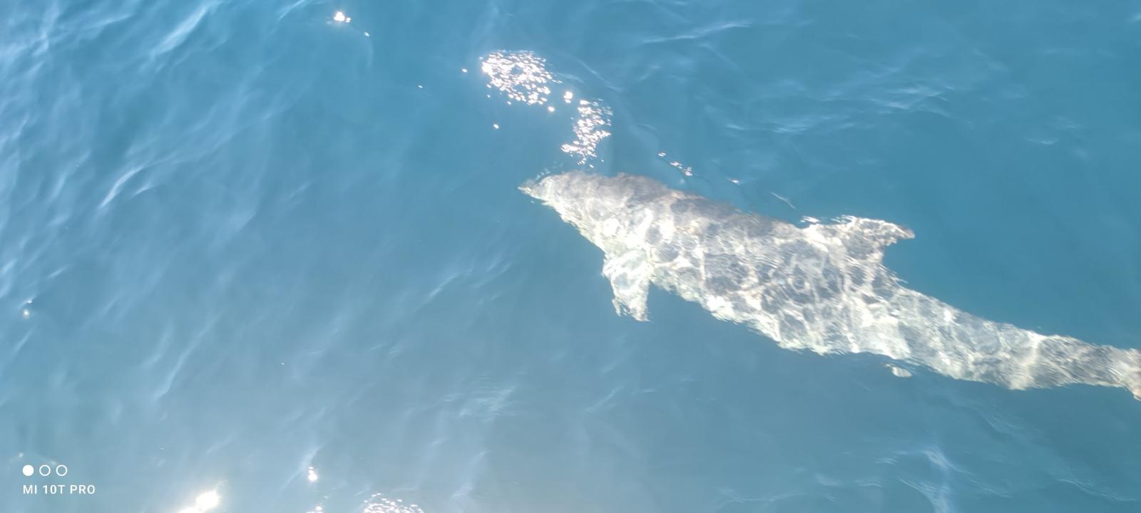 Harbour porpoise