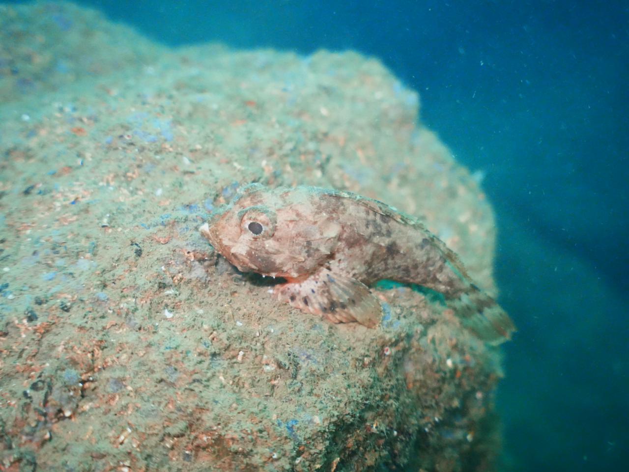Scorpionfish