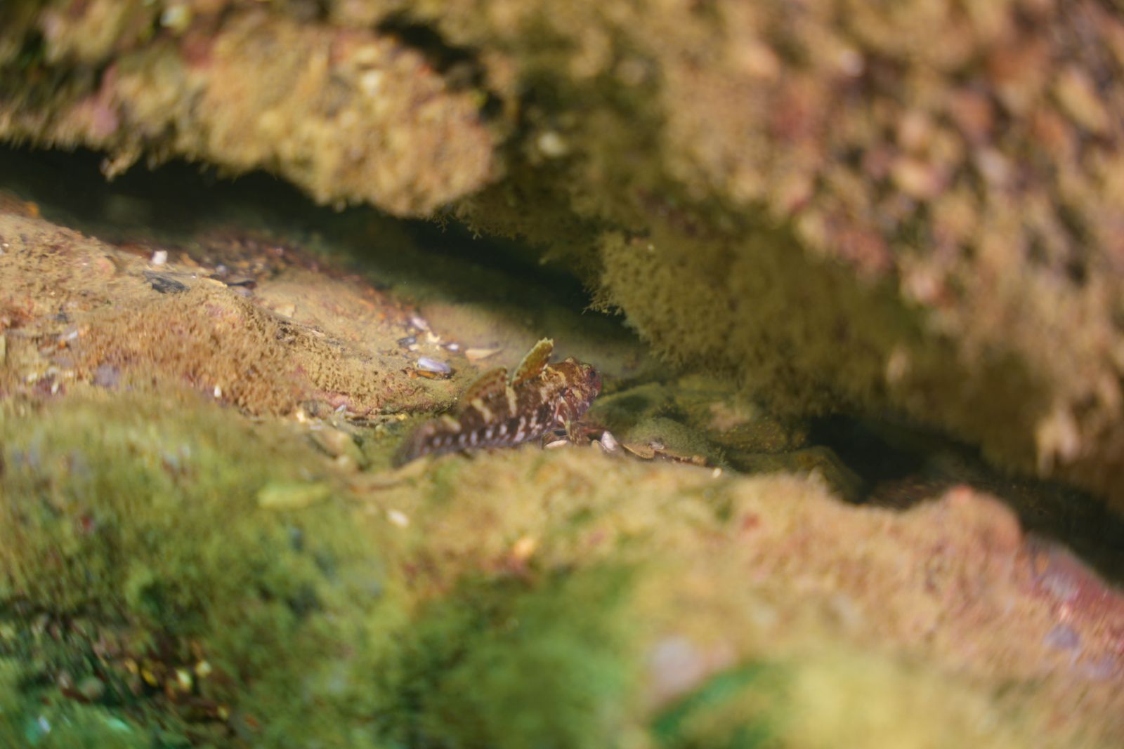 Goby fish