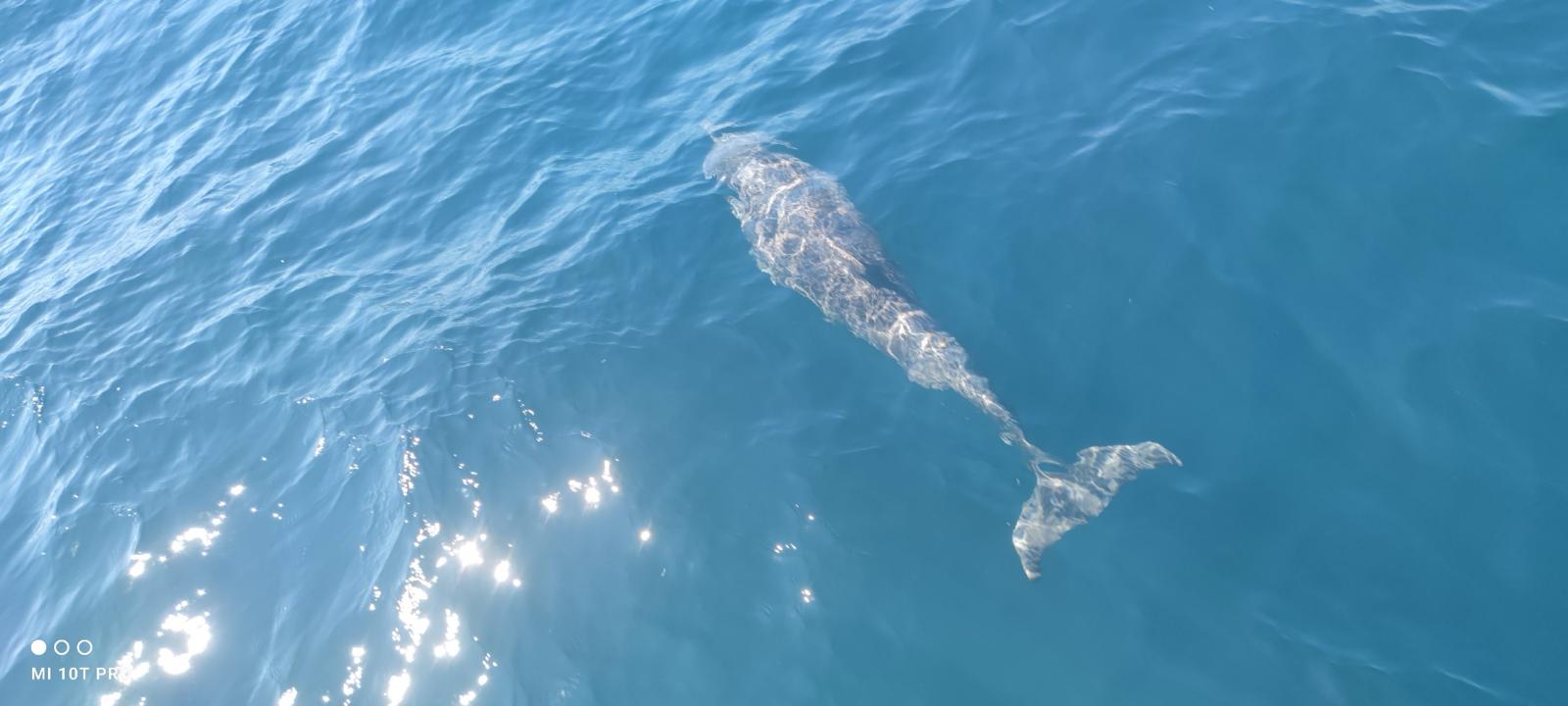 Harbour porpoise