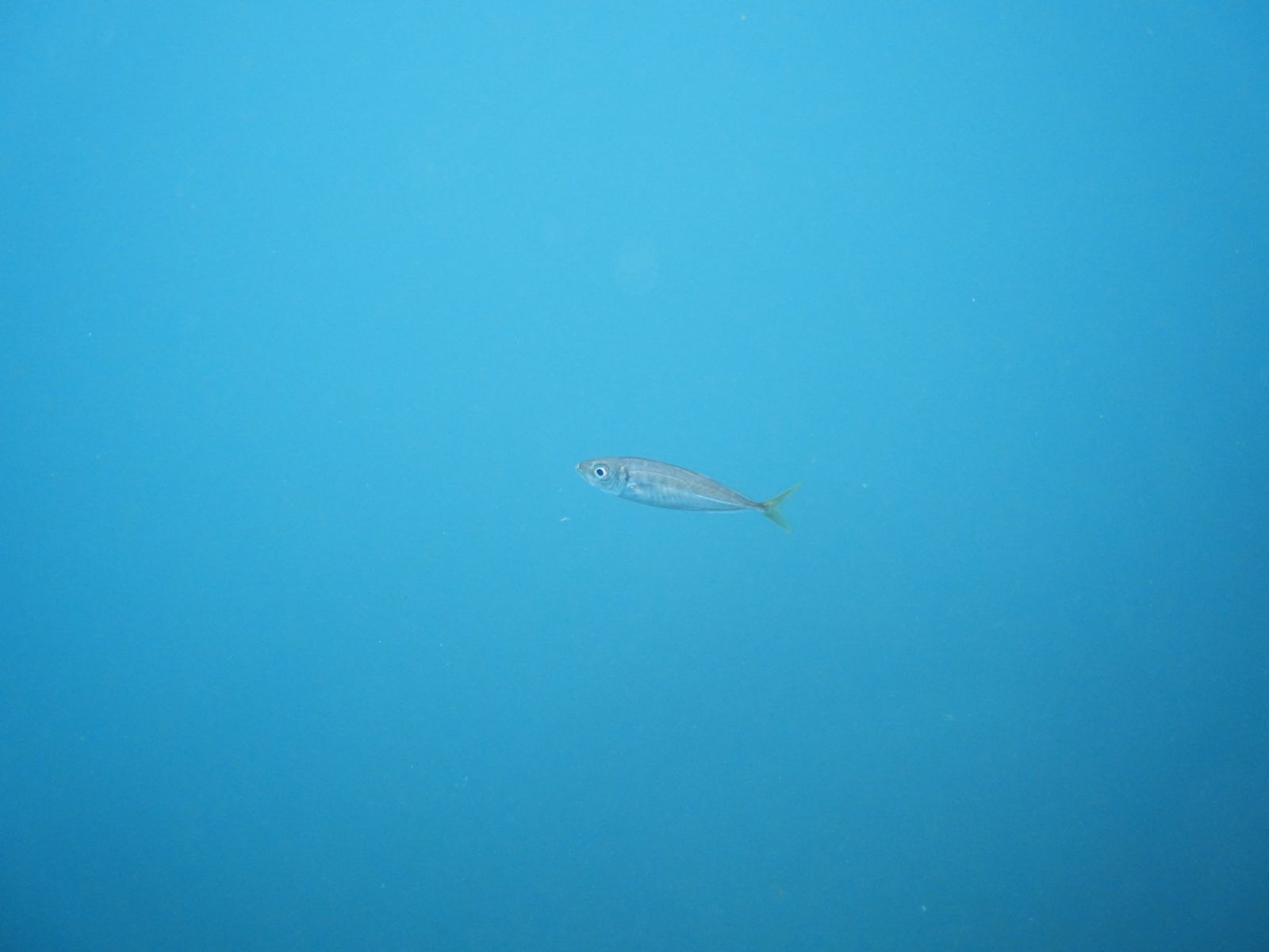 Horse mackerel