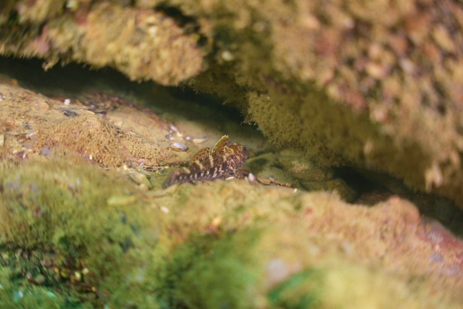 Goby fish