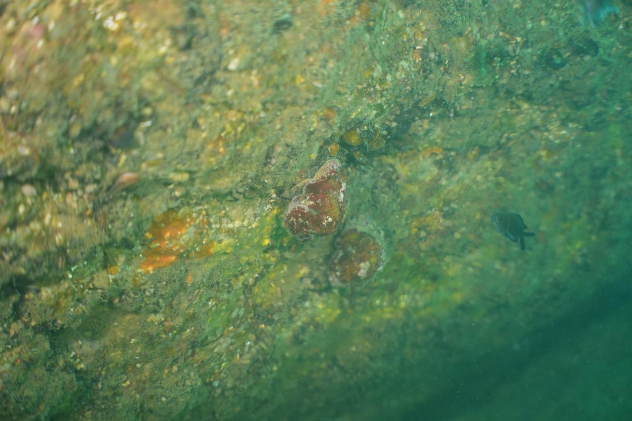 Rapa whelk