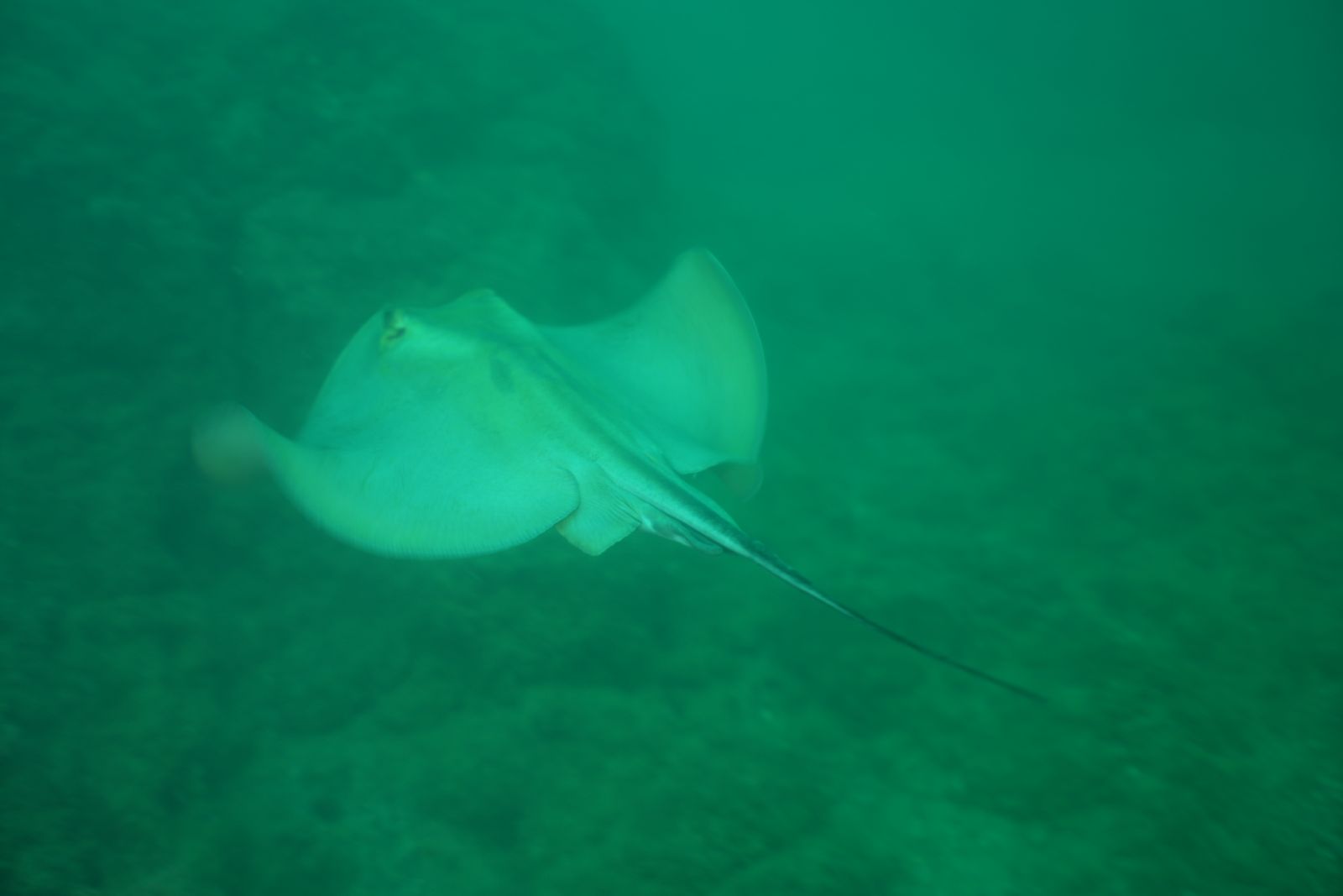 Common Stingray