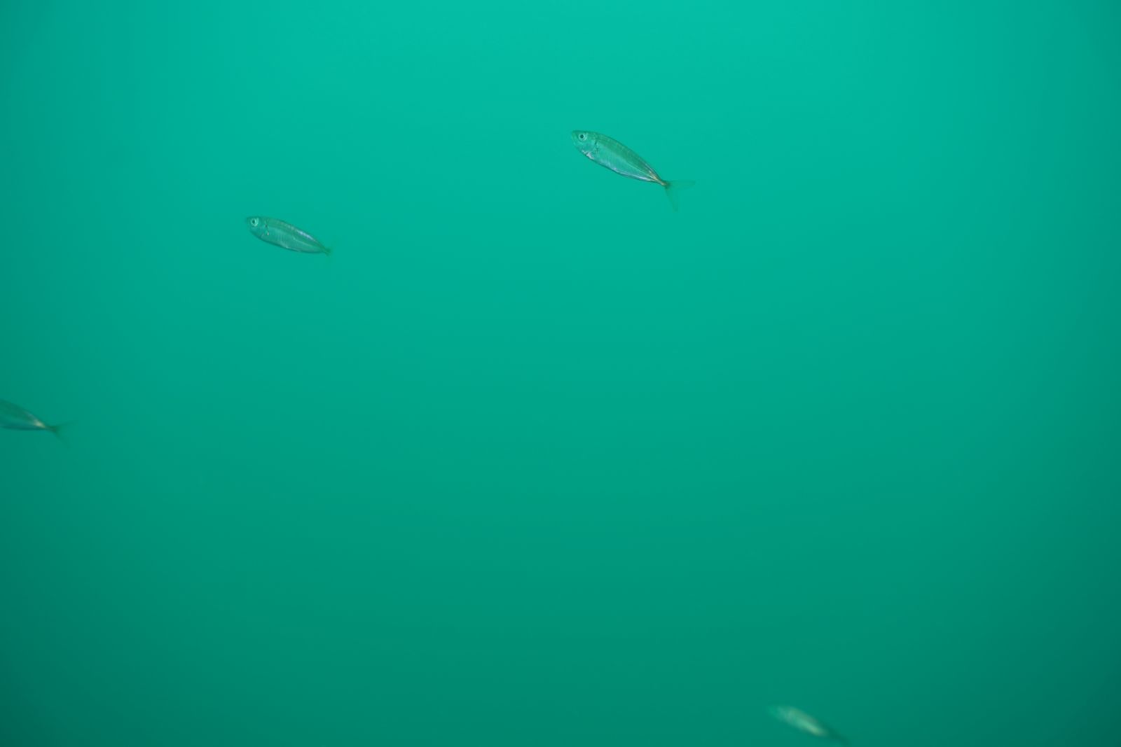 Horse mackerel