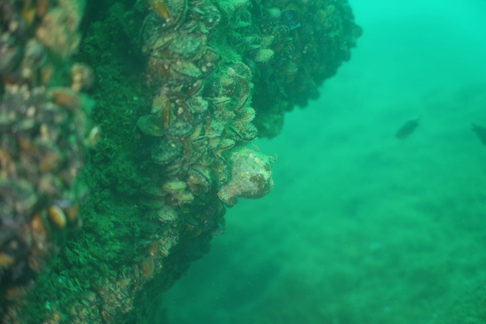 Mussel bed