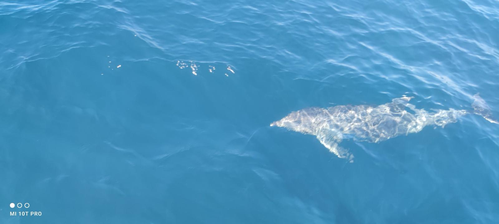 Harbour porpoise