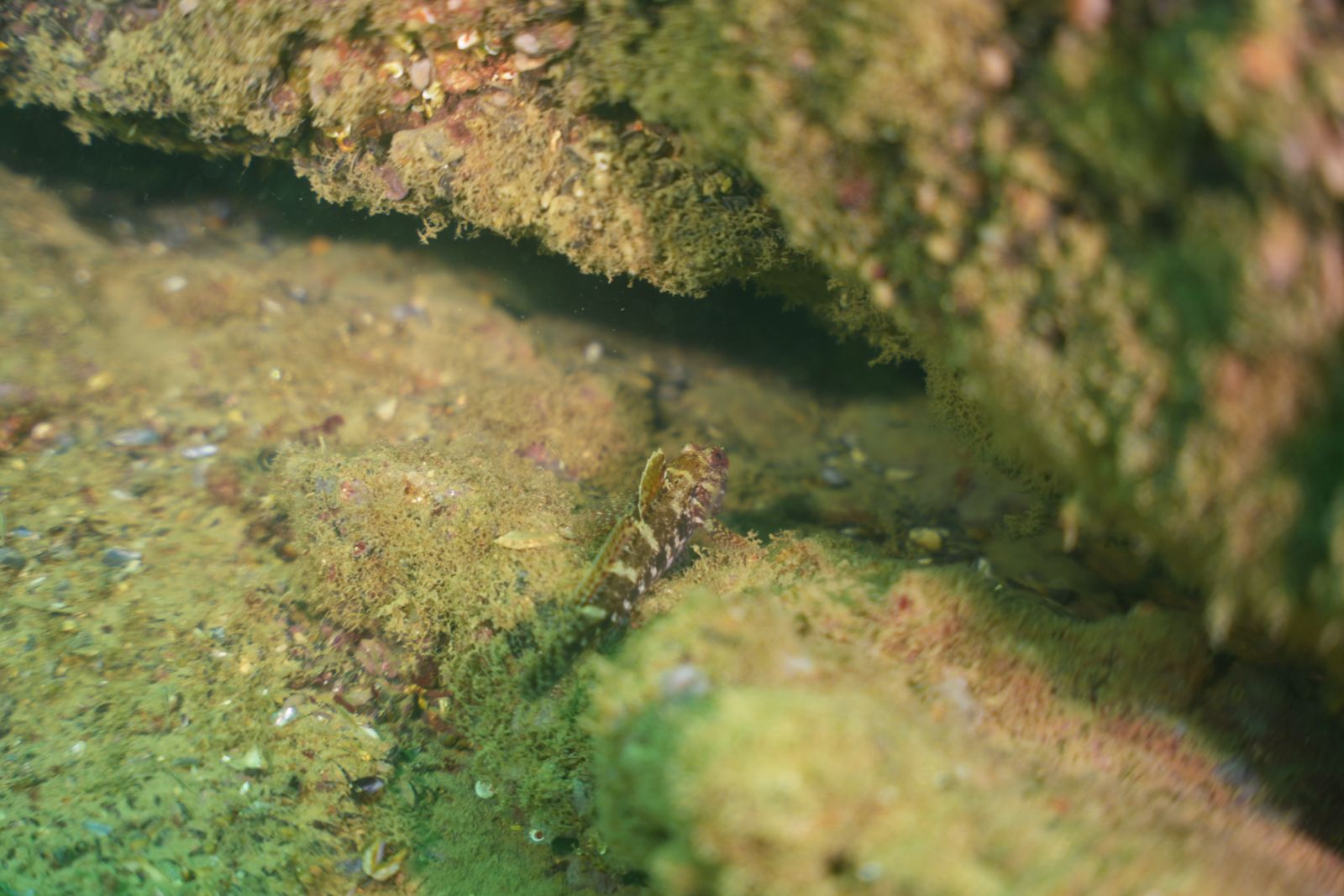 Round goby