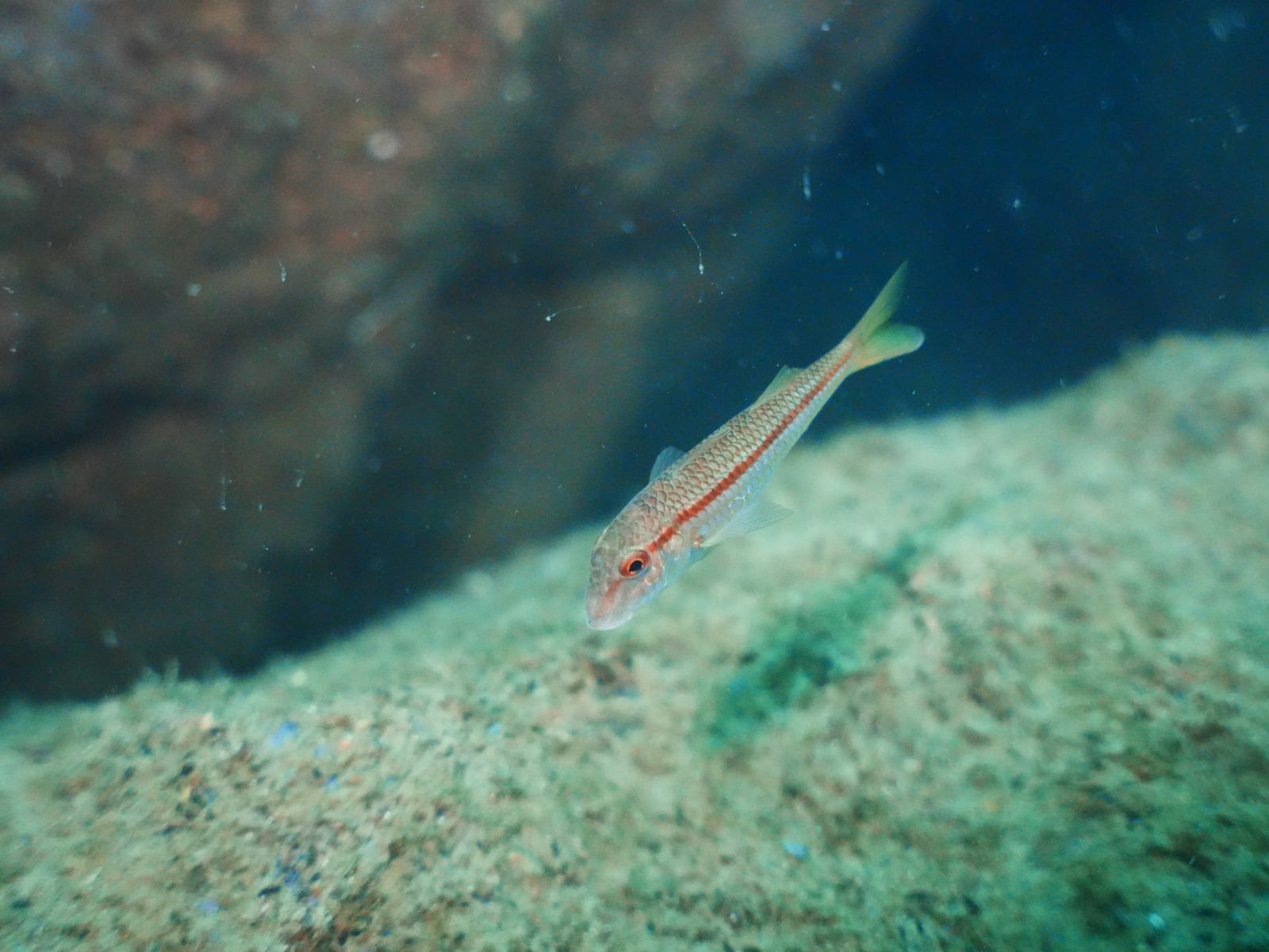 Red mullet