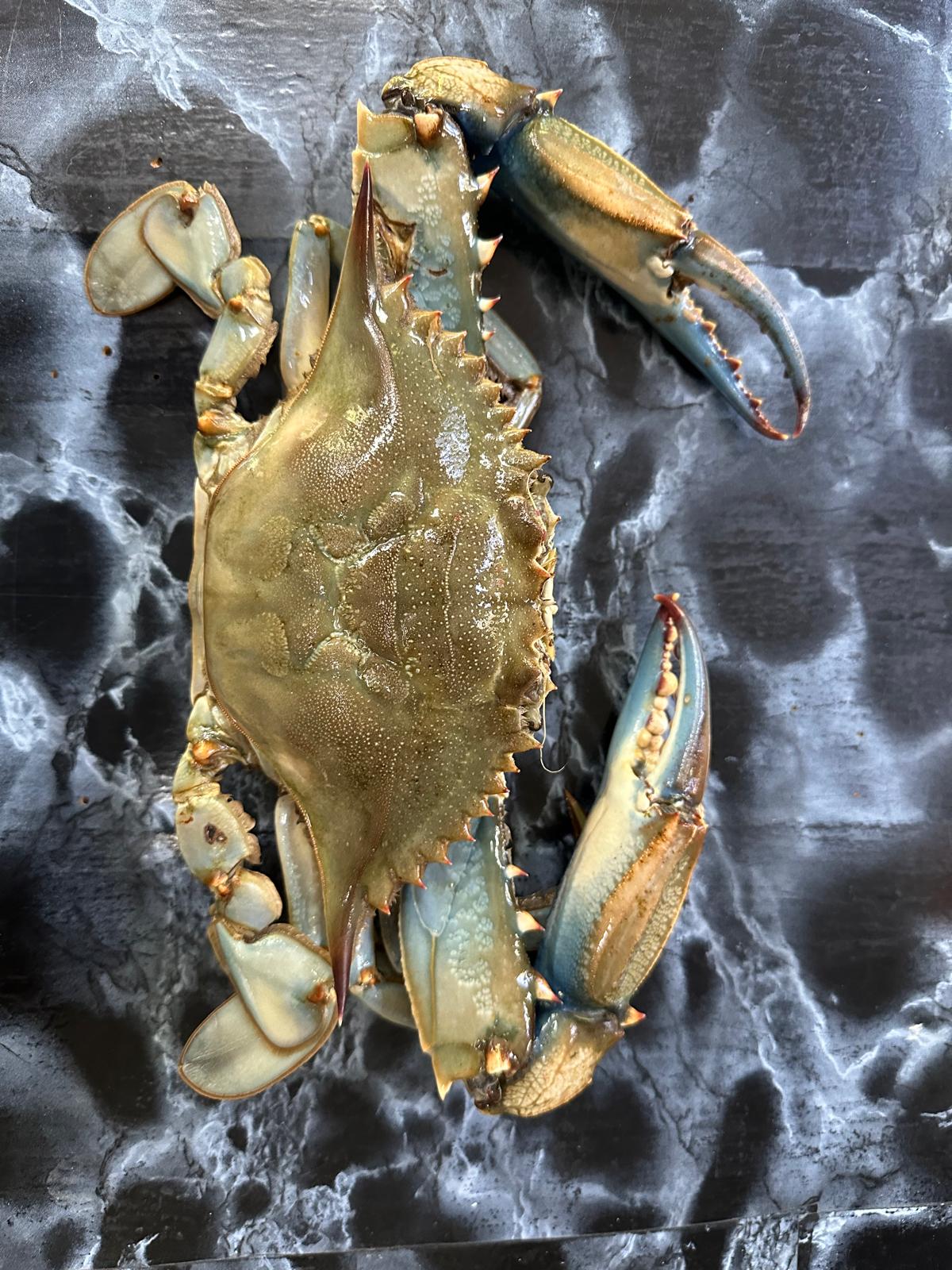 Bluecrab