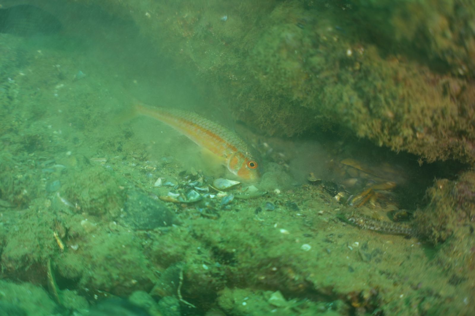 Red mullet