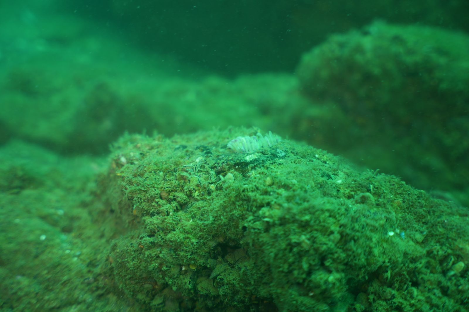 Rapana egg capsule