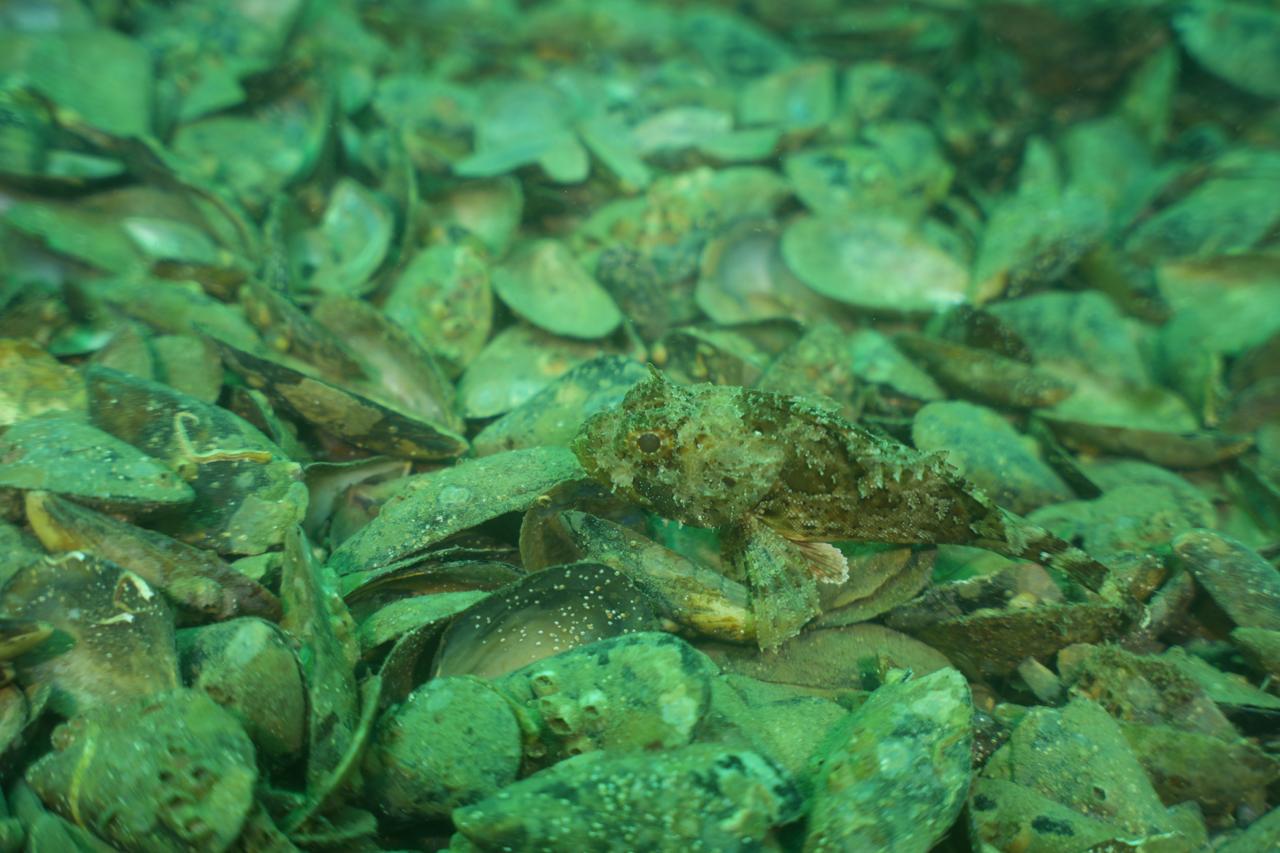Mussel