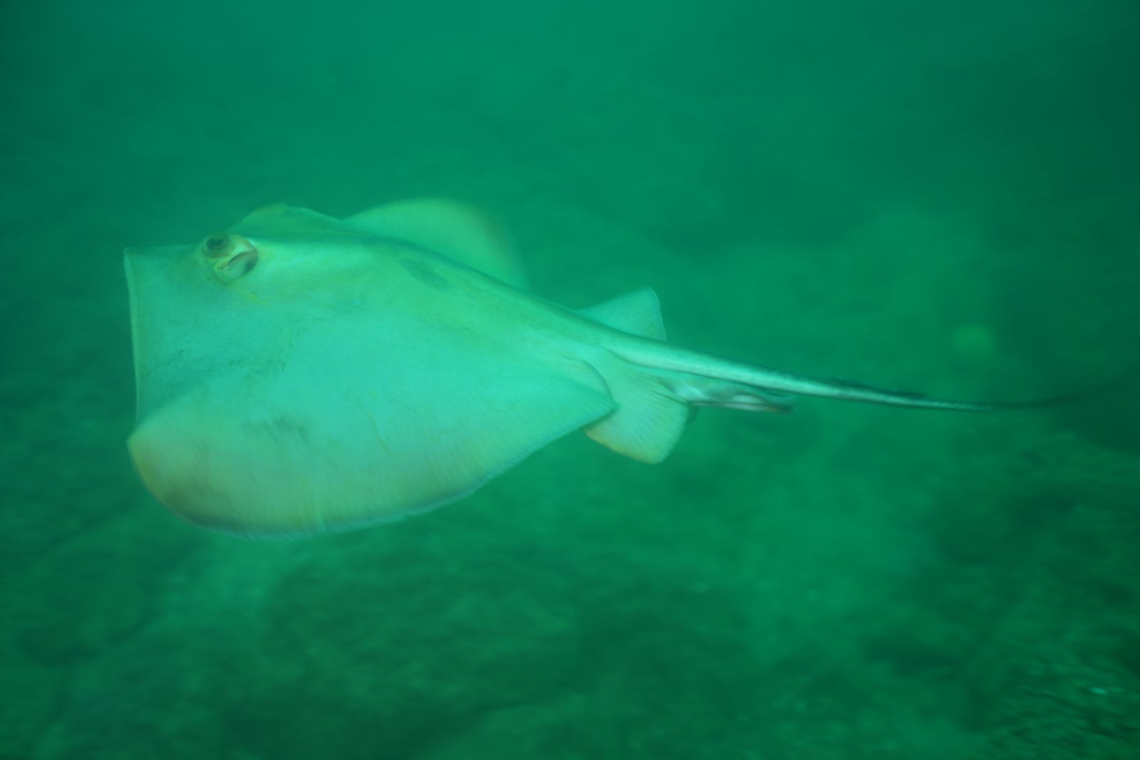 Common stingray