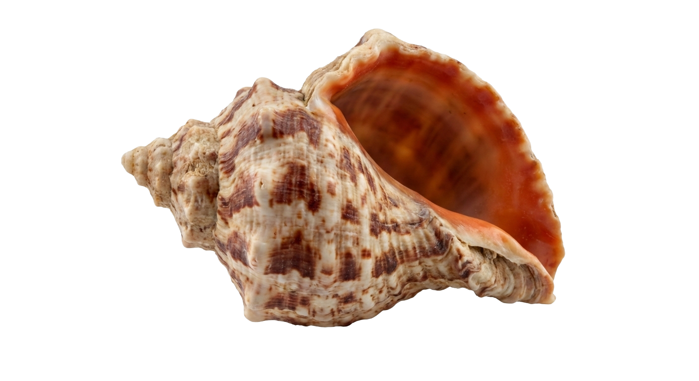 Rapa whelk