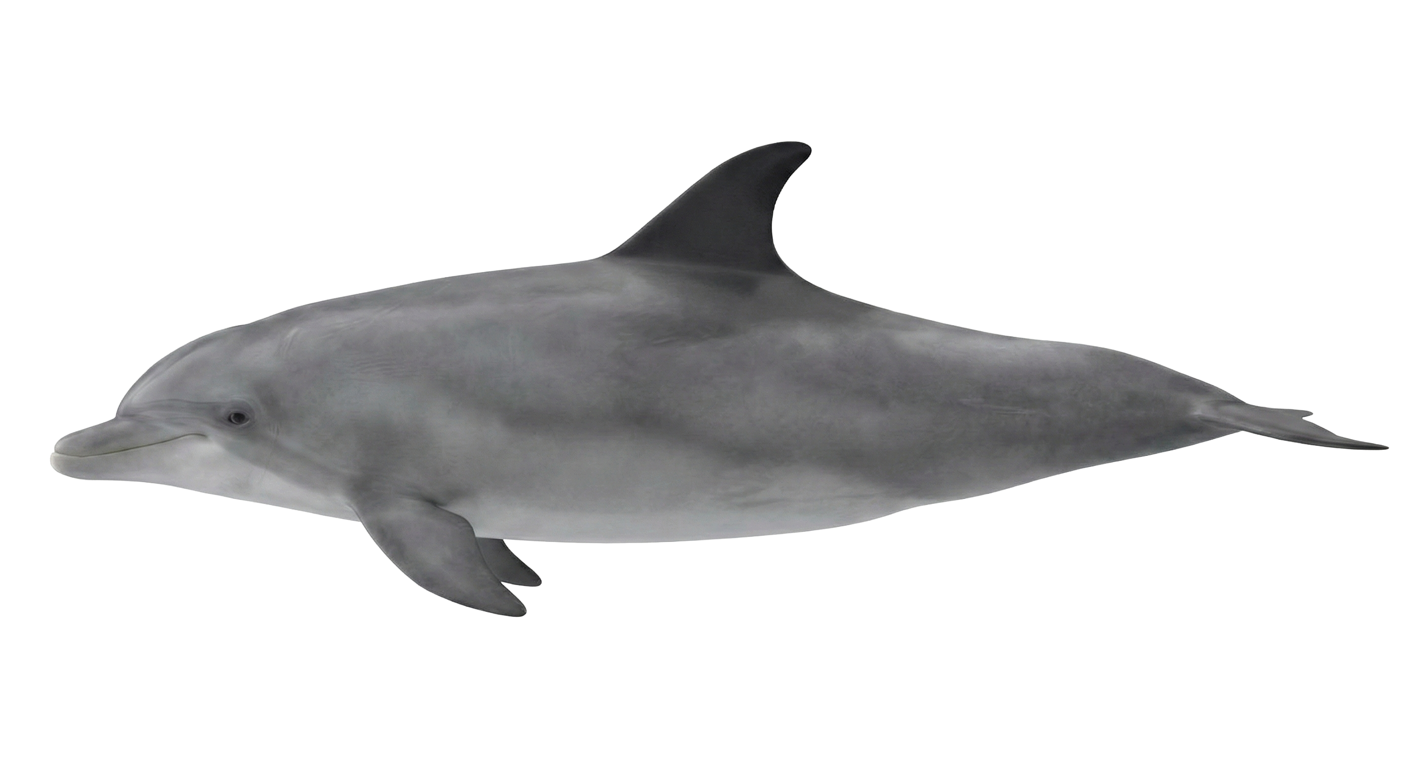 Bottlenose dolphin