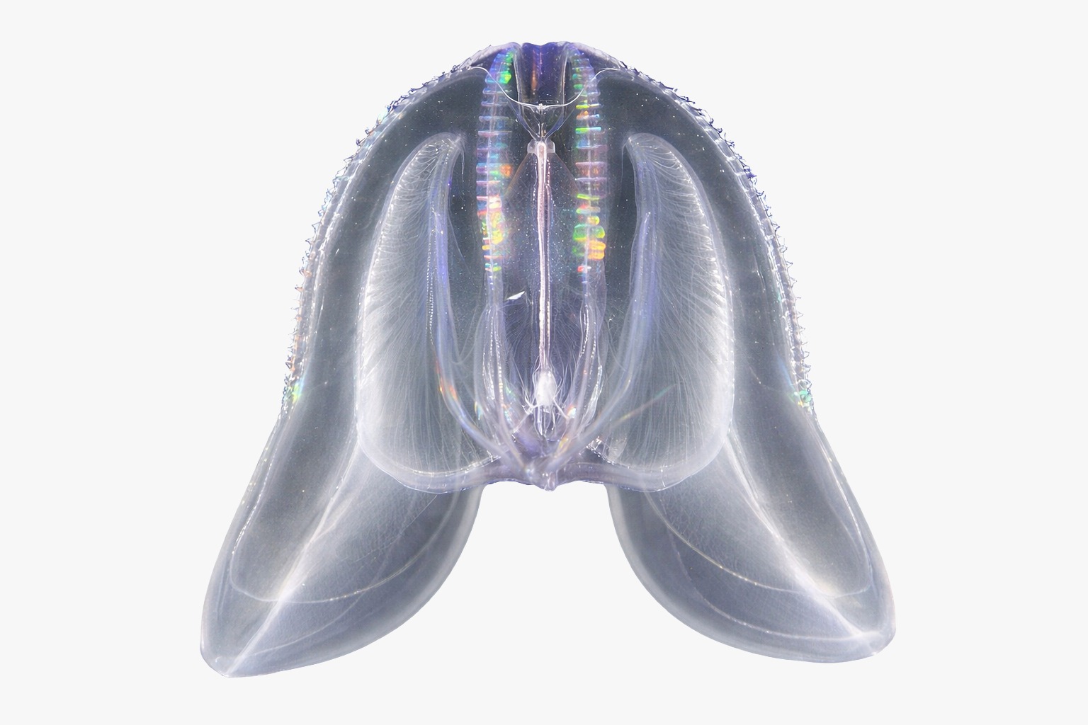 Warty comb jelly