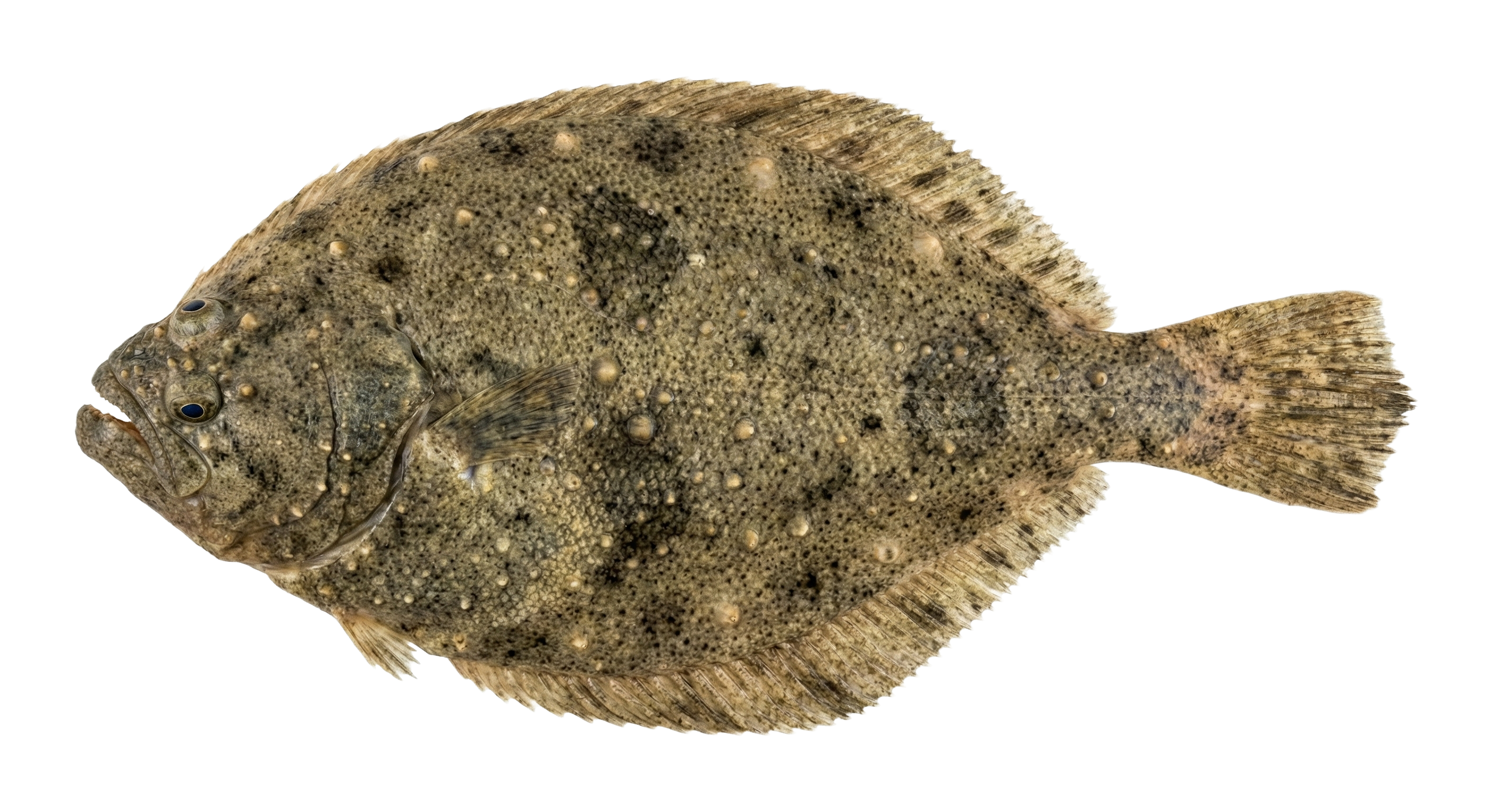 Turbot