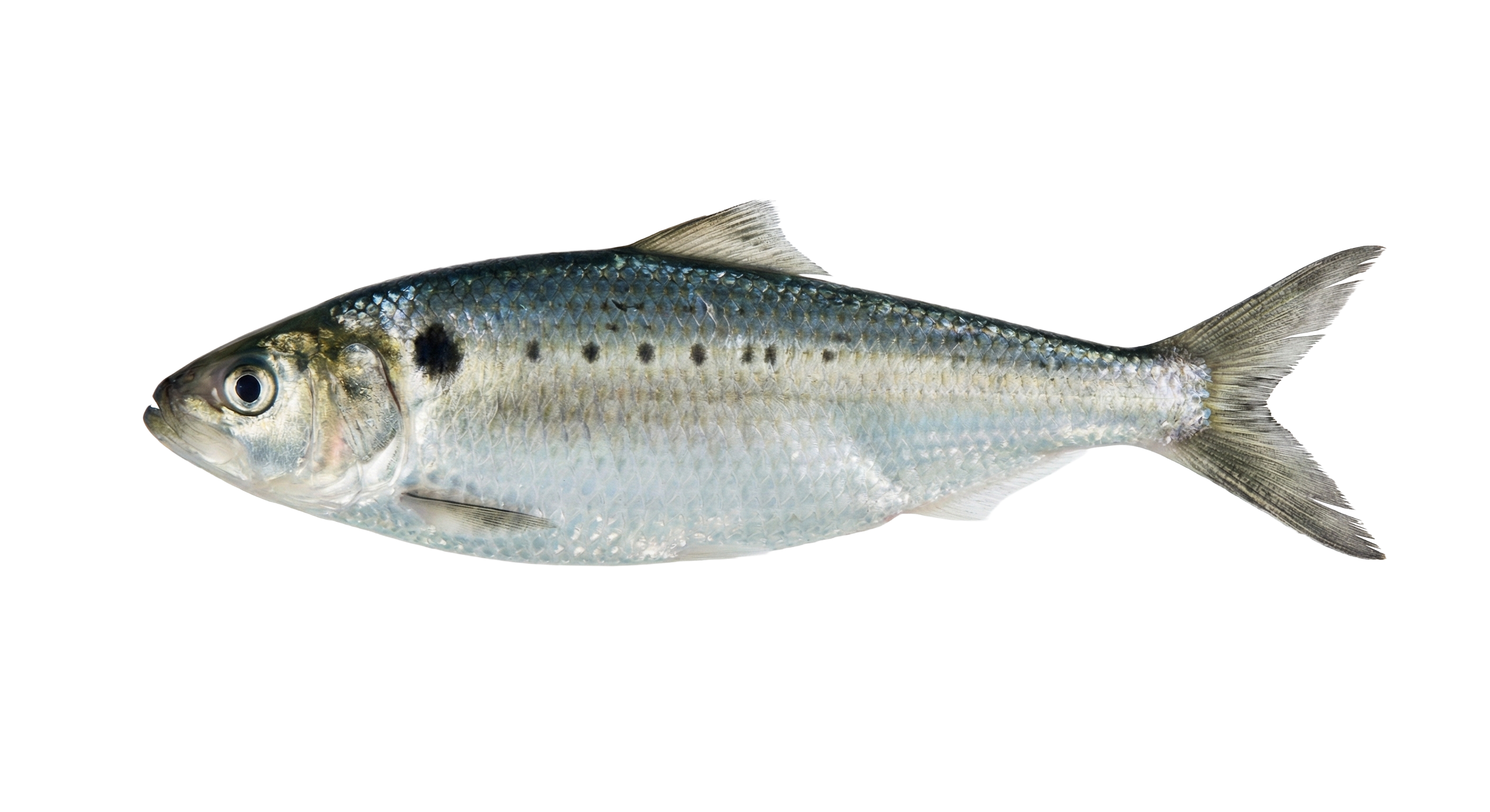 Black Sea shad