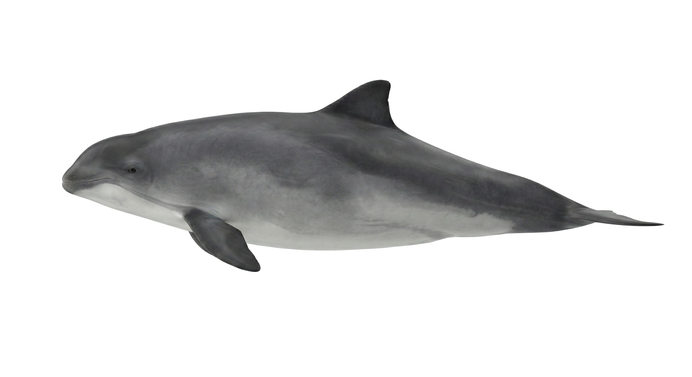 Harbour porpoise