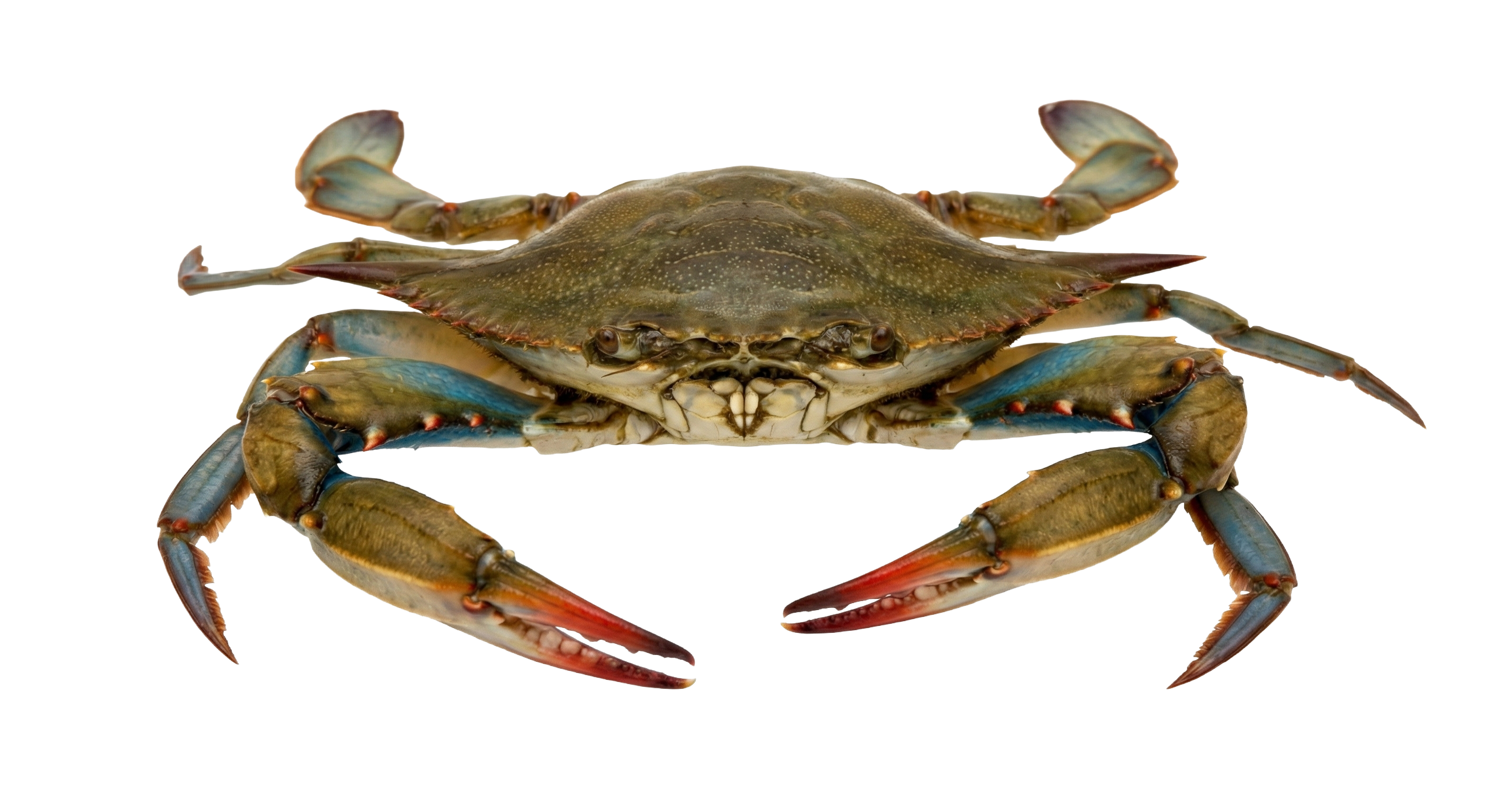Blue crab