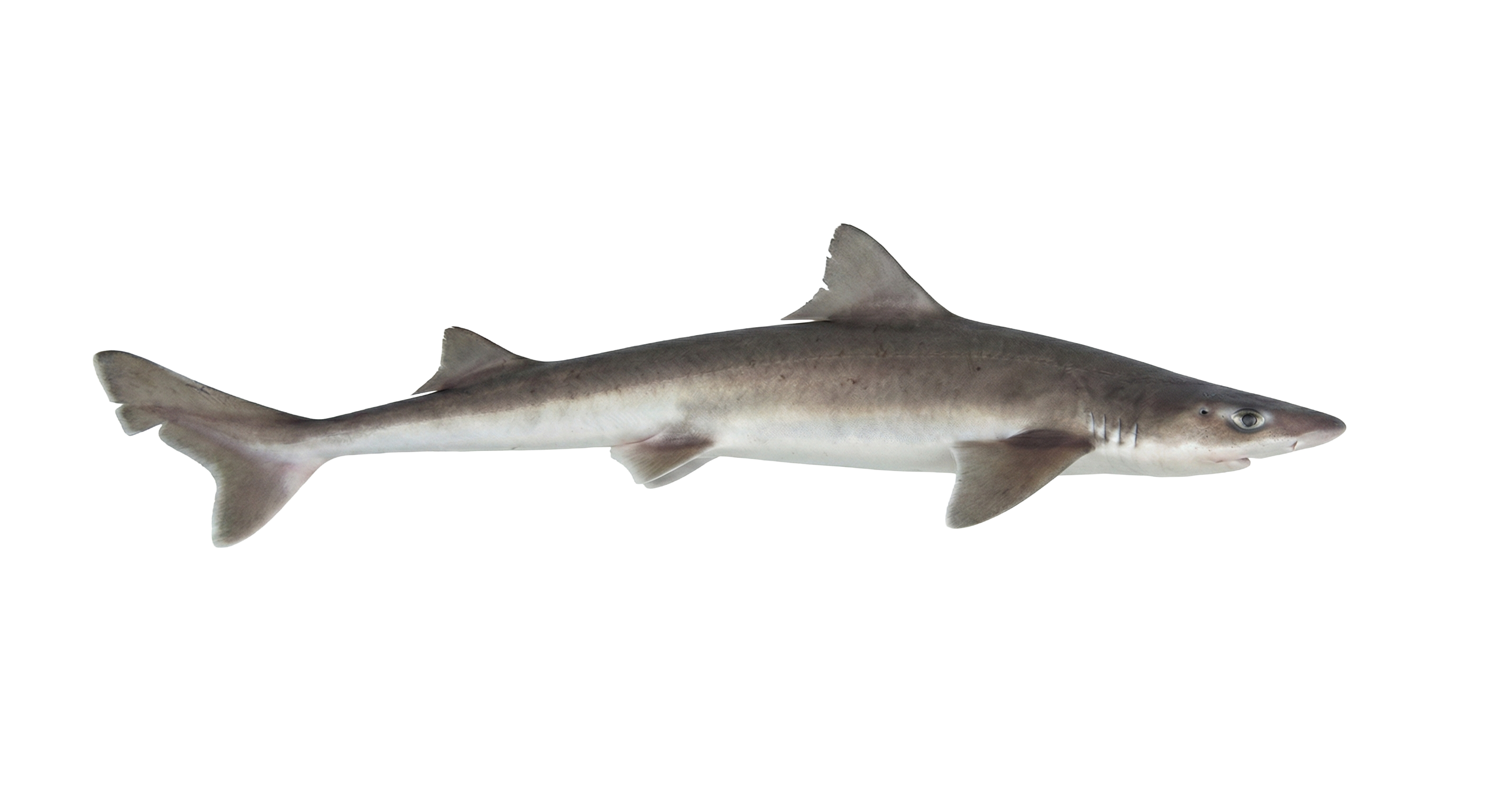 Piked dogfish