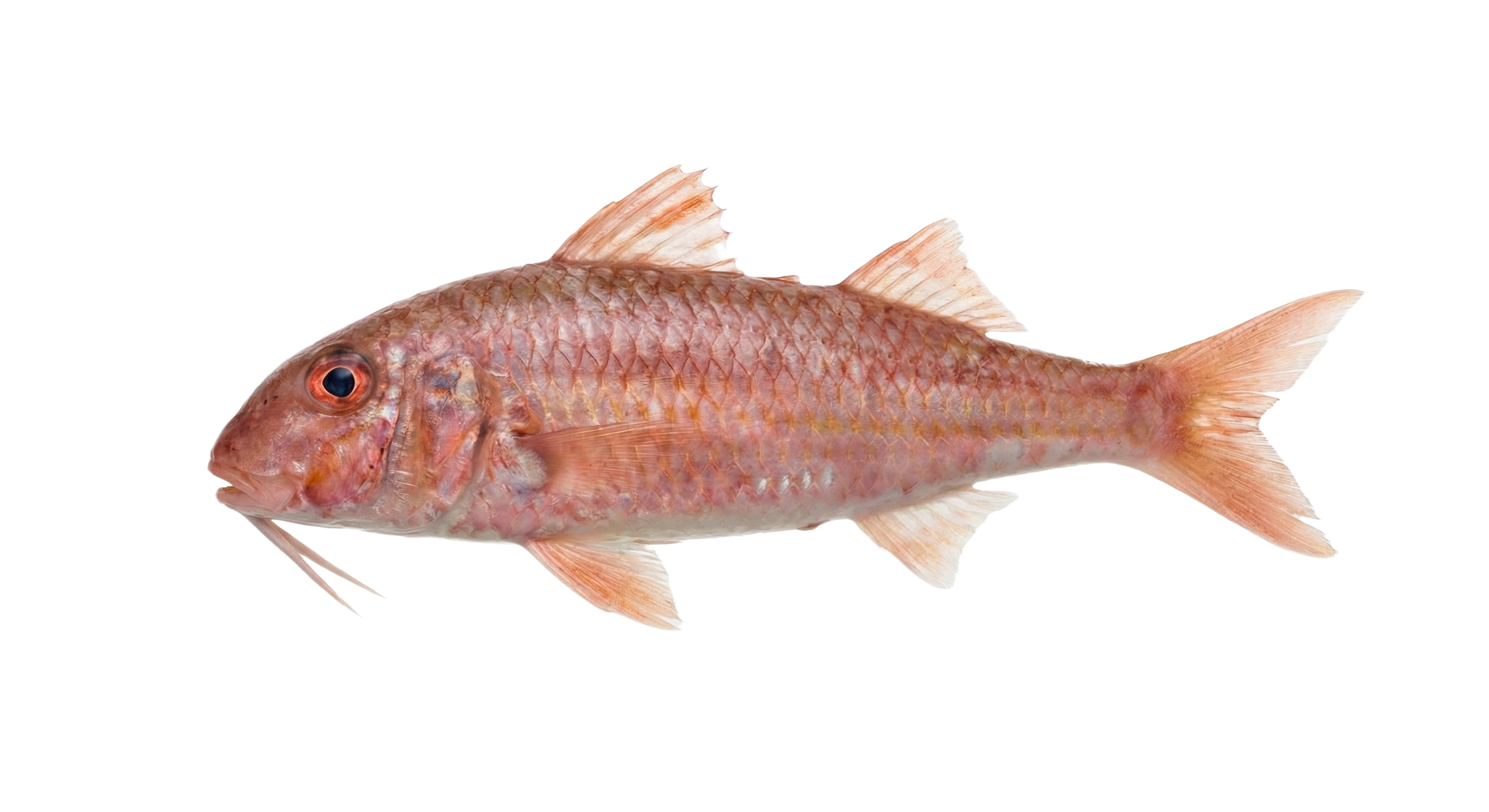 Red mullet