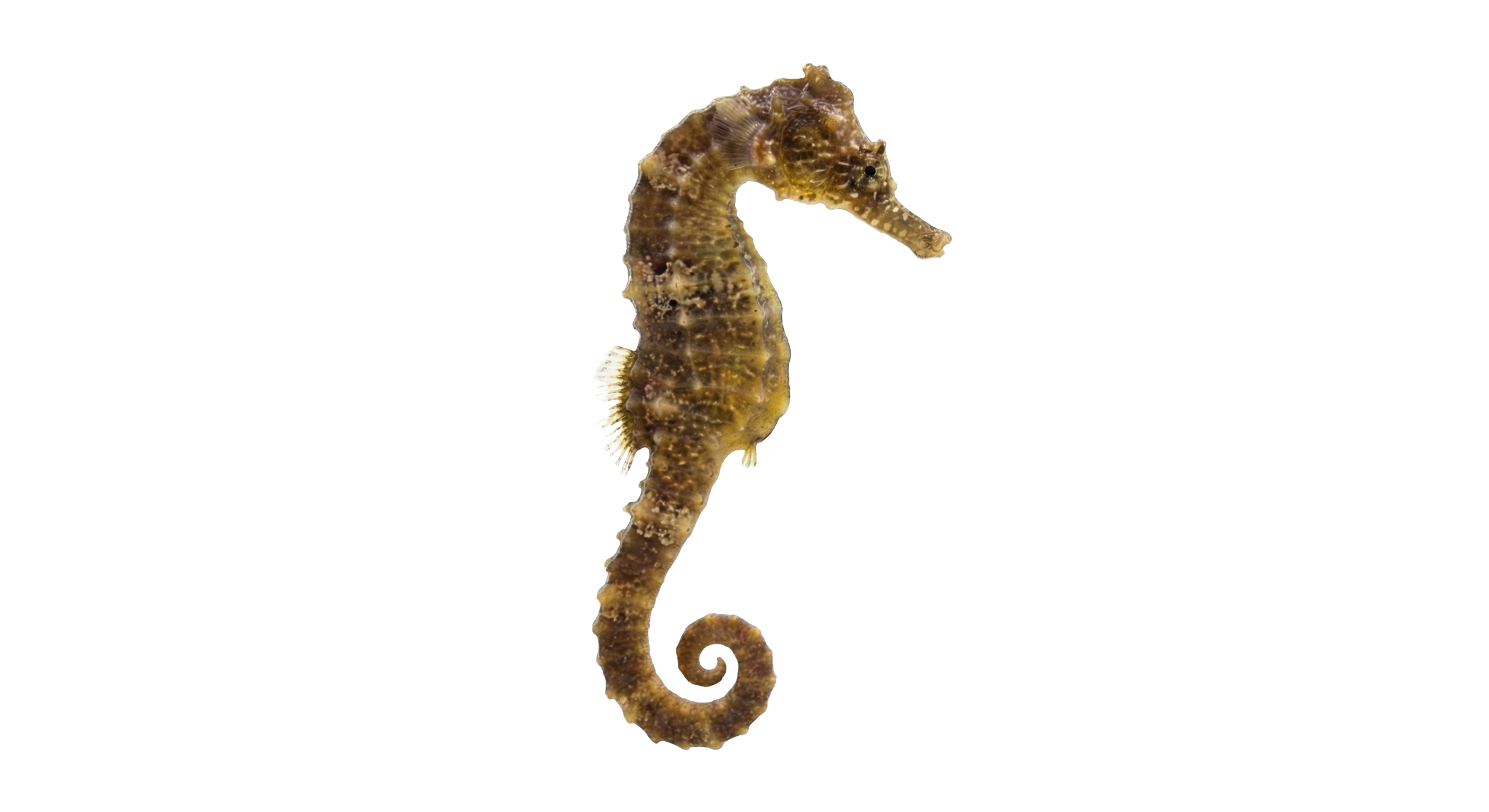 Short snouted seahorse