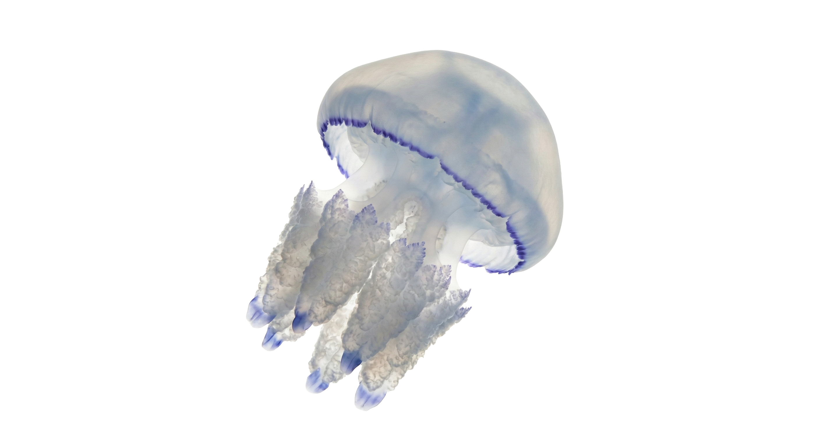 Barrel Jellfish