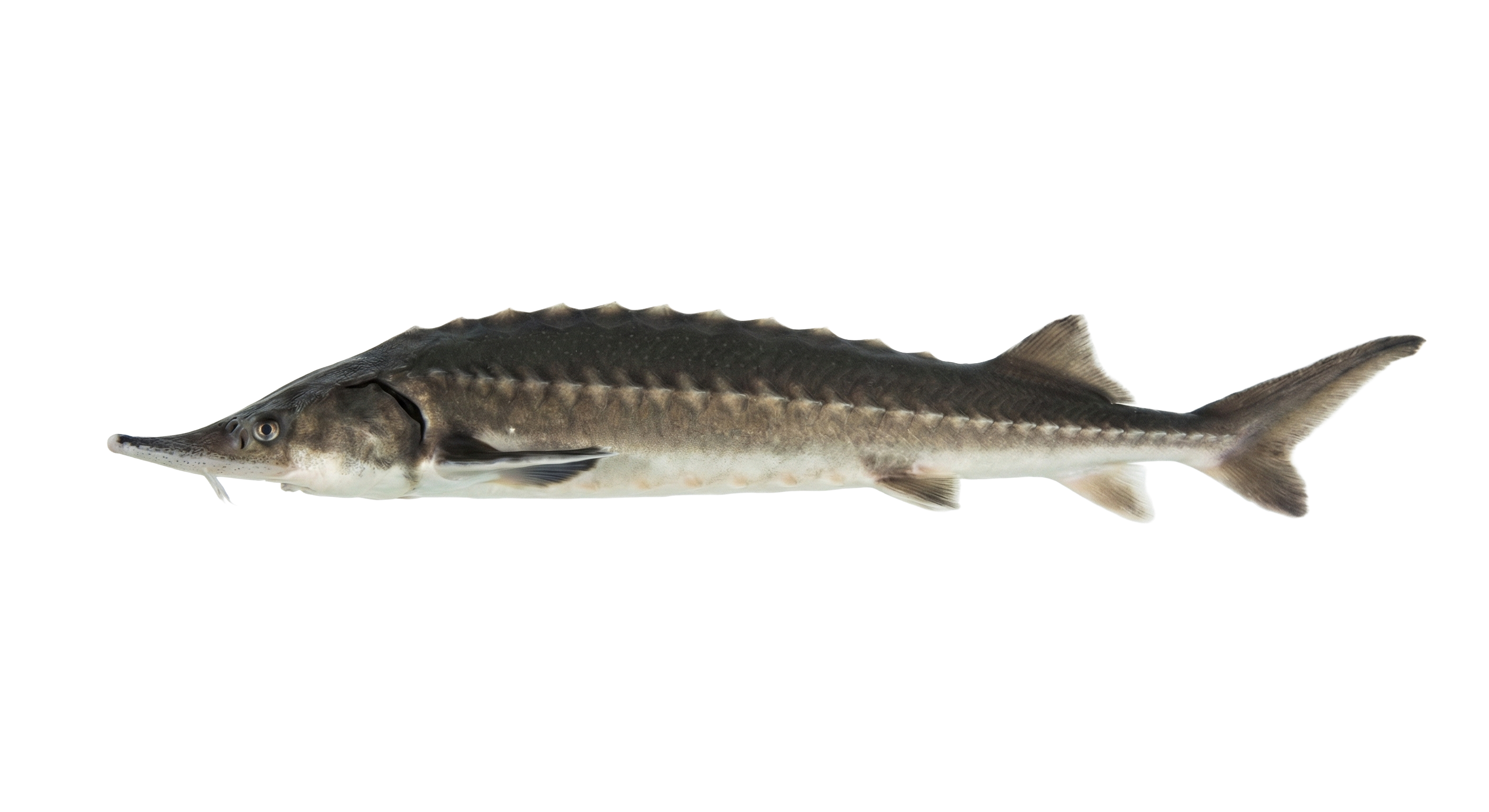 Danube sturgeon