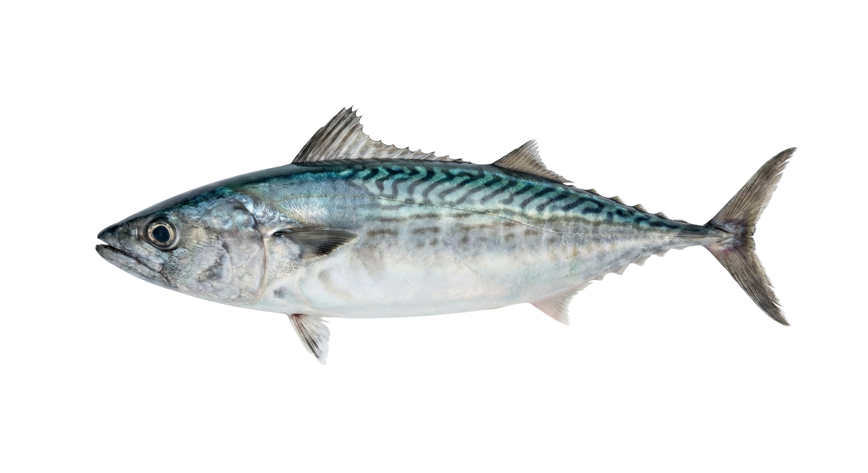 Atlantic bonito