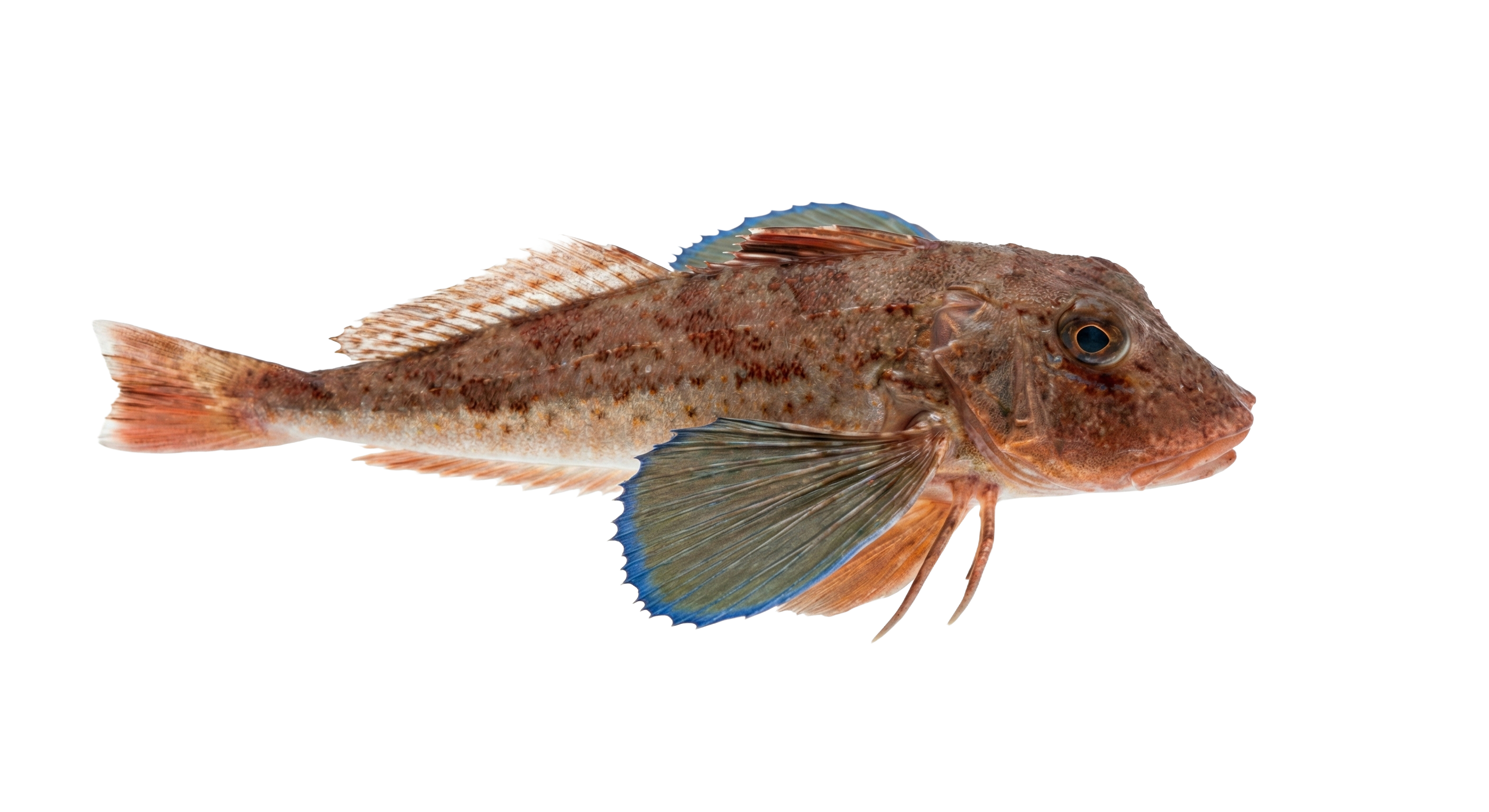 Tub gurnard