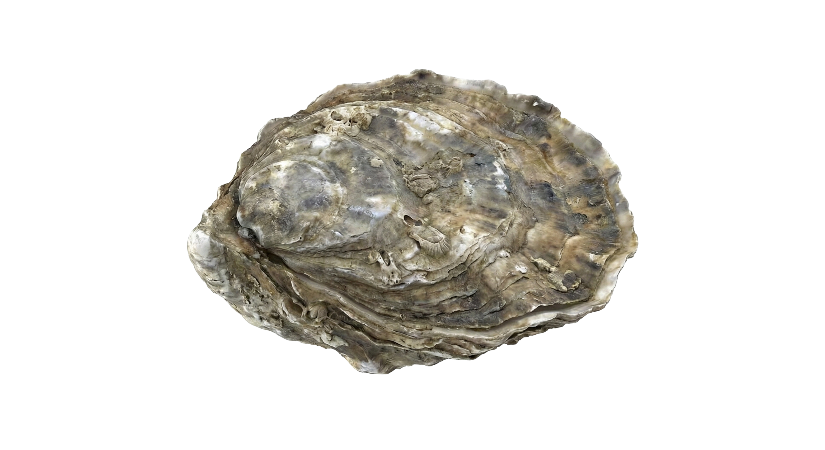 Flat Oyster