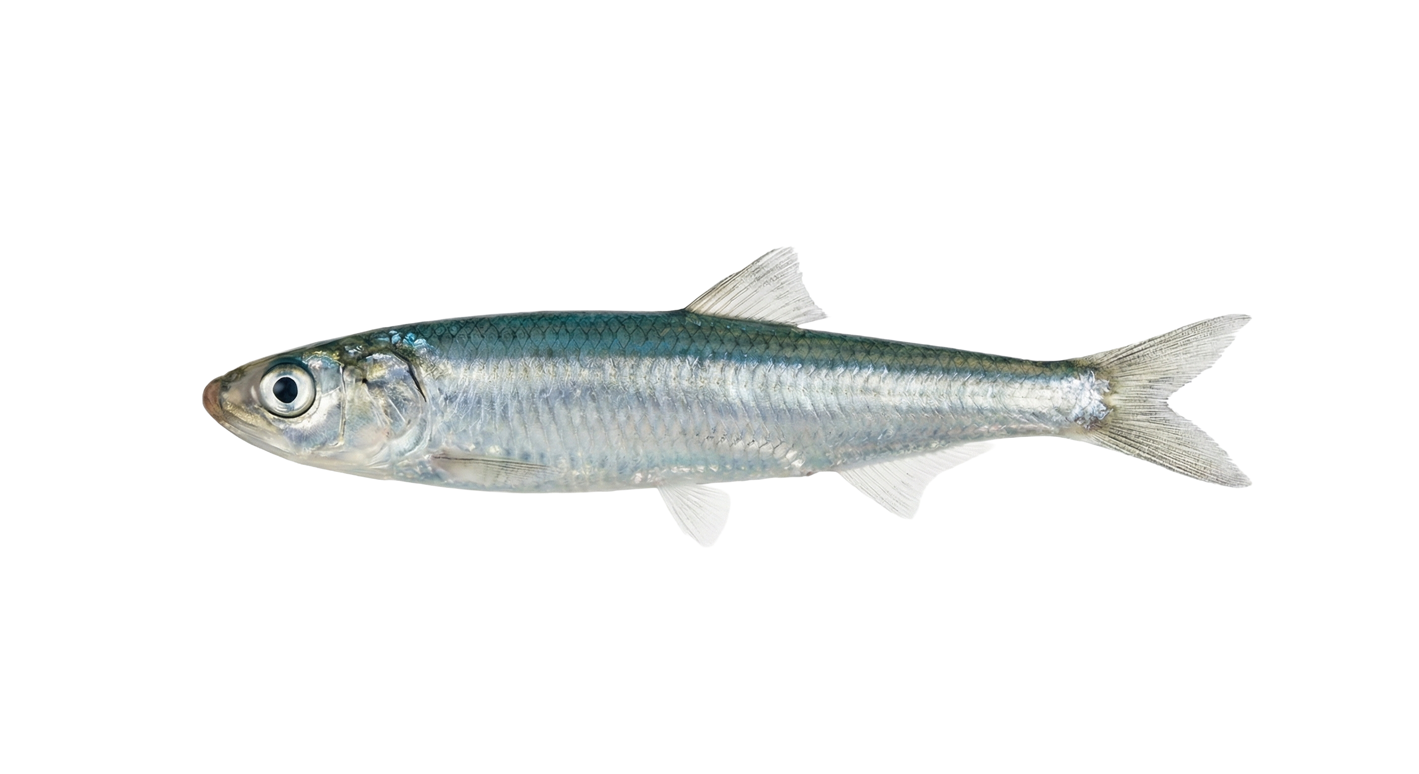 Anchovy