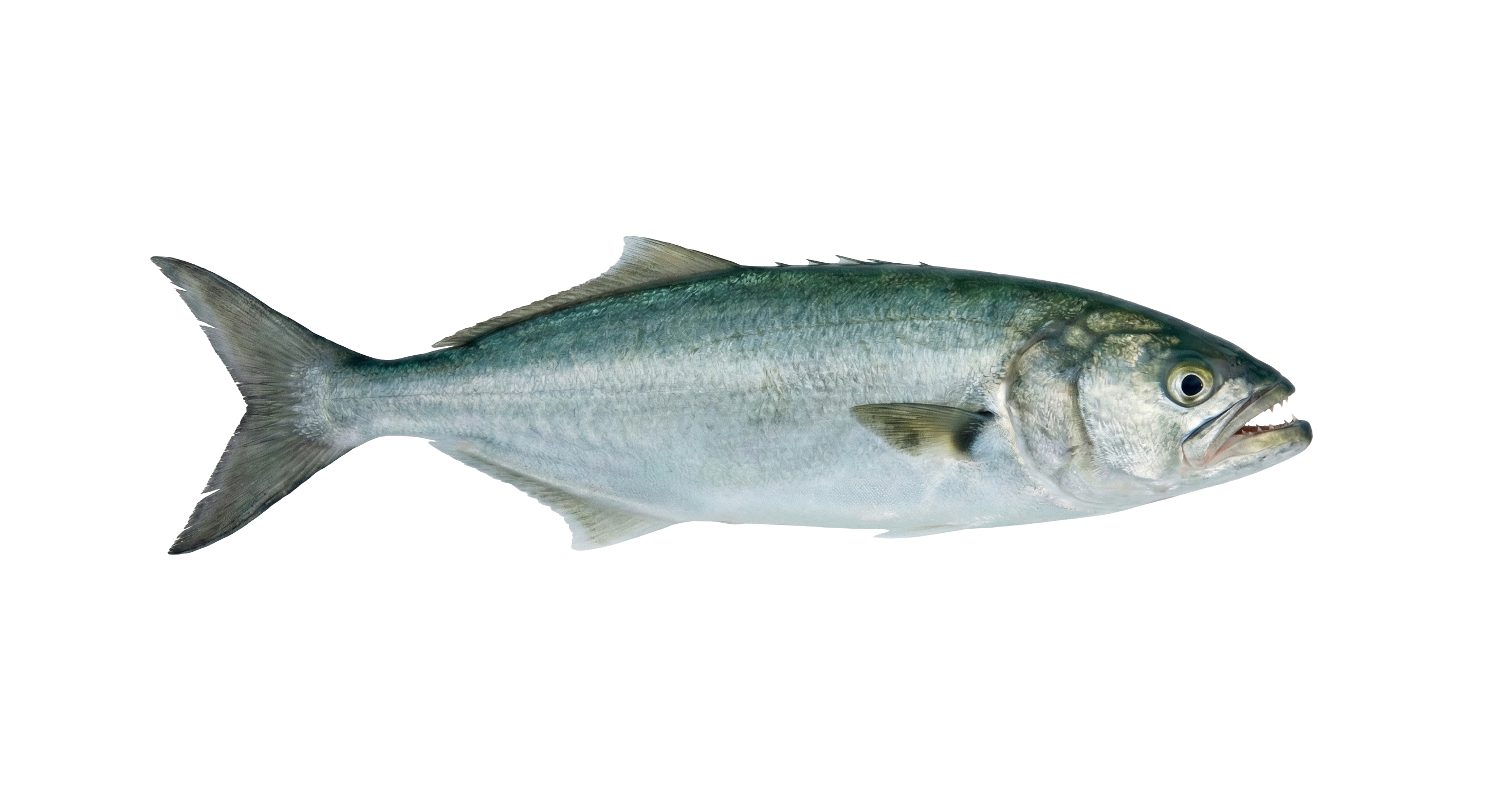 Bluefish