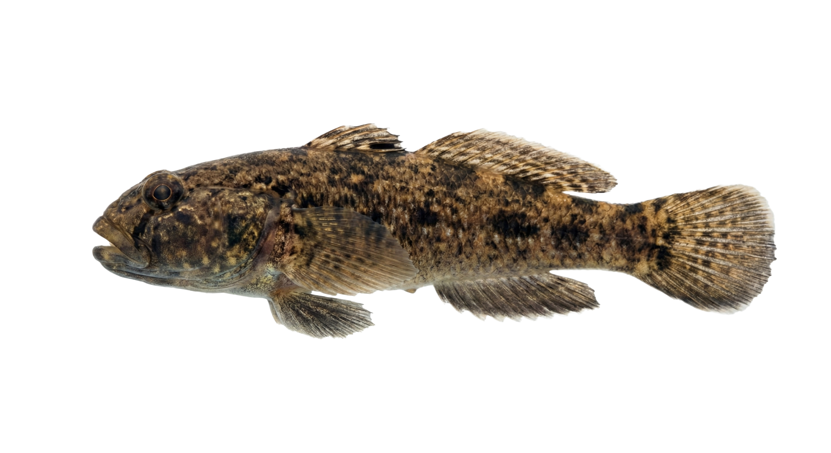Round goby